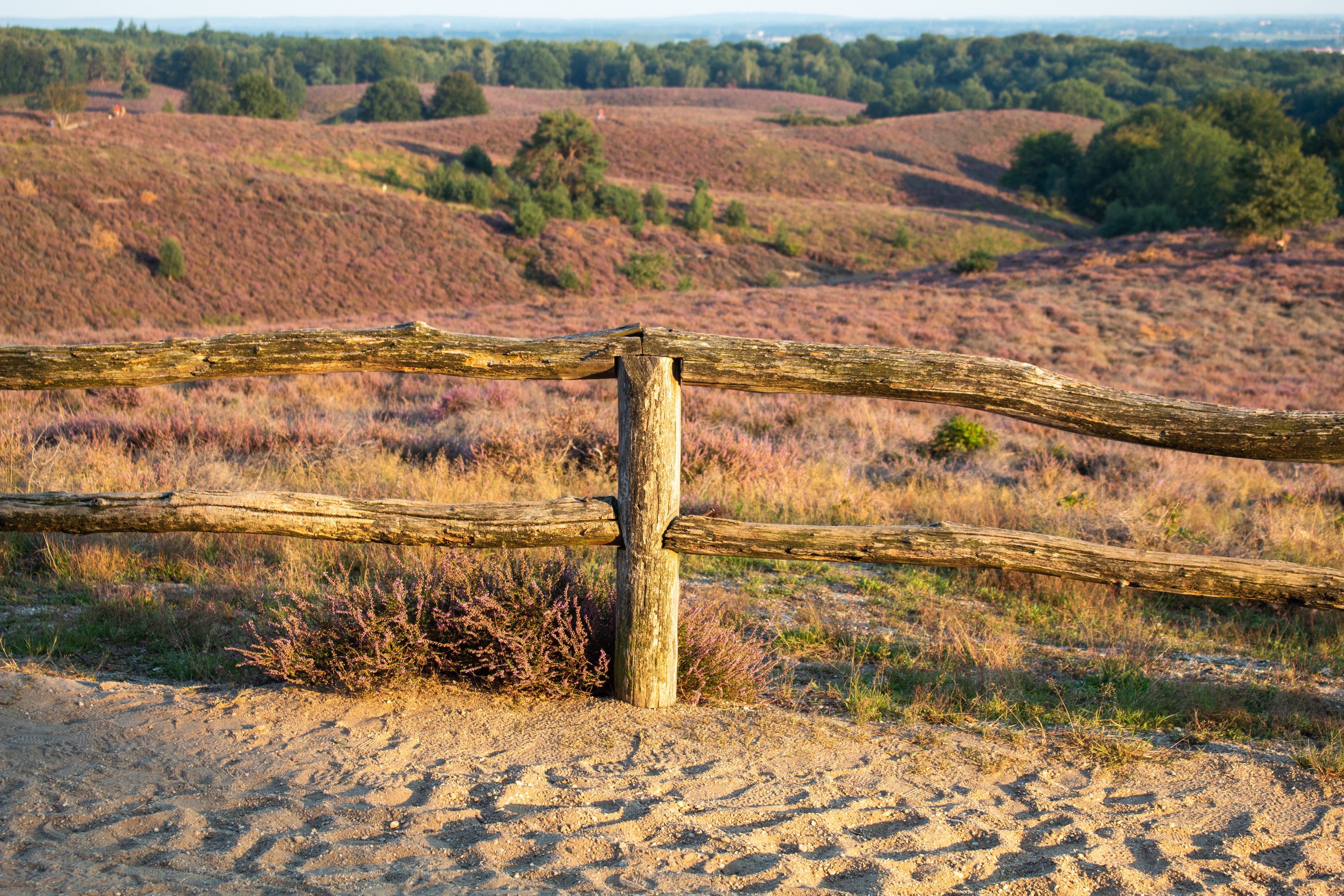 OR Veluwe Unsplash