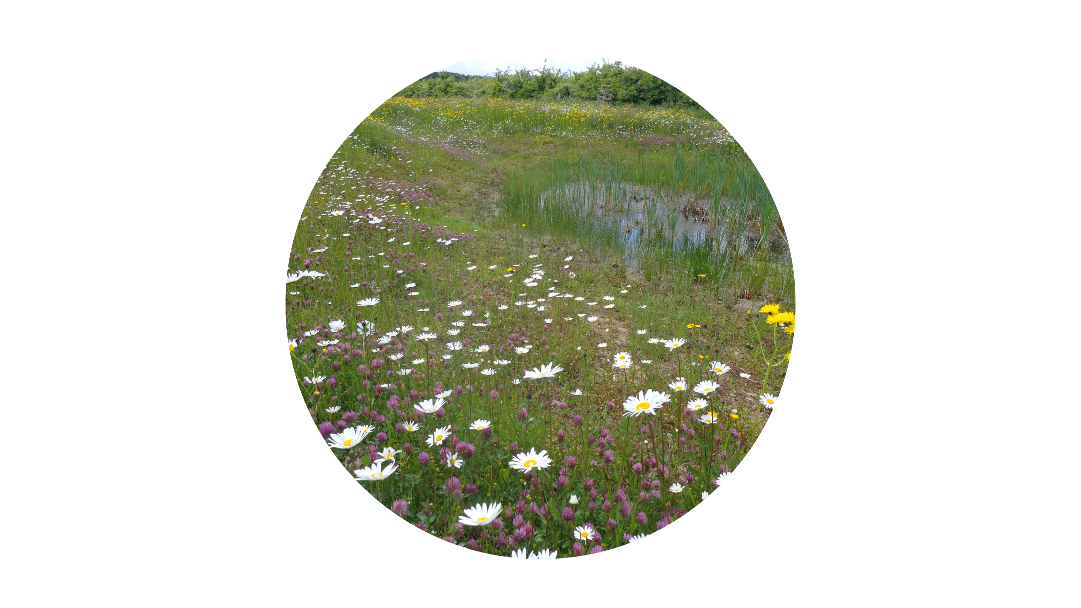 Ooijpolder bloemen